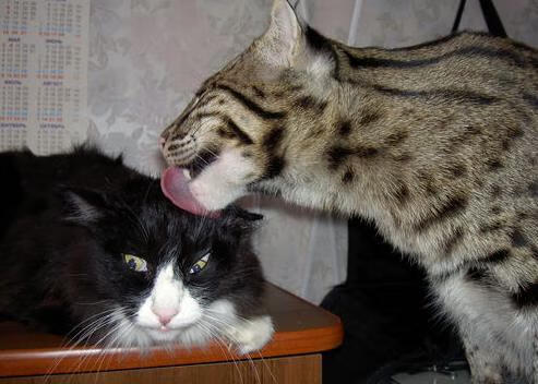 冠军背后:教练和球员的默契合作揭秘,冠军的教练有奖金吗