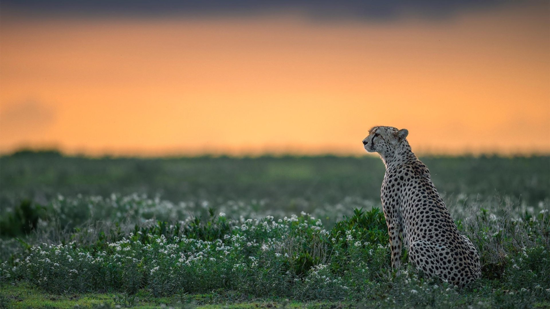 开云体育开云-北京冬训营开营，青少年滑雪热情高涨，全国青少年滑雪冬令营